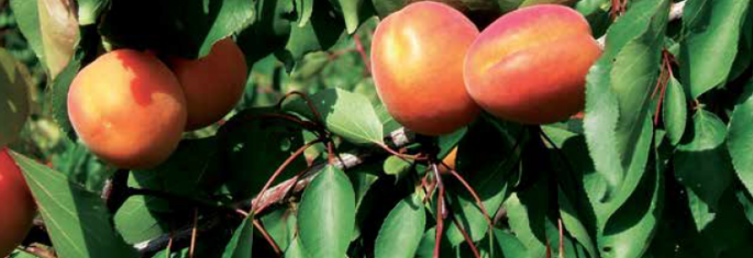 Early apricots - Cot International